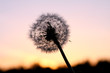 Dandelion in the sun
