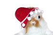 Hase