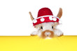 Hase