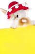 Hase