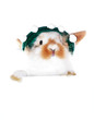 Hase