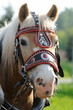 Haflinger an der Kutsche, Portrait