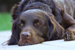 Portrait brauner Labrador döst Kopf