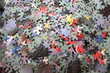 Puzzle Complexe Puzzle Complexe