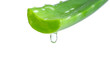 Aloe vera isolated on white