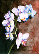 Orchid watercolor painted
