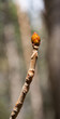 Yema de Aesculus hippocastanum I castaño de las indias