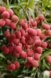 Lychee Lychee