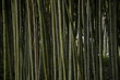 arbre