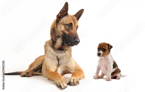 Photo: malinois and kitten malinois and kitten