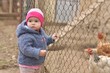 bébé et poule