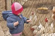 bébé et poule