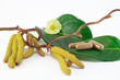haselnussblüten mit tabletten und blatt