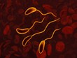 Bacteria in blood