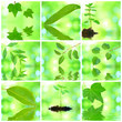 Collage von grünen Blättern