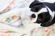 見上げる犬