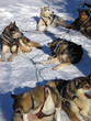 meute chiens huskies