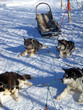 chiens huskies