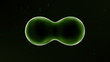 Illustration: Multiplying Cells Multiplying Cells