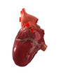 Real human heart right view isolated Real human heart right view isolated