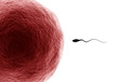 Human sperm ahead egg