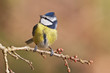 Blue tit, Parus caeruleus.