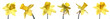 Different shots of daffodils on white background Different shots of daffodils on white background