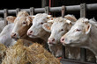 vaches s'aliment vaches s'aliment