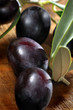 olive 236