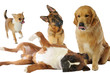 chihuahua, berger allemand, golden retriever, boxer réunis chihuahua, berger allemand, golden retriever, boxer réunis