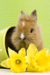 Baby Kaninchen im Blumentopf Baby Kaninchen im Blumentopf