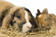 zwei Kaninchen im Heu zwei Kaninchen im Heu