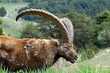 stambecco male