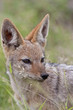 Young black-backed Jackal