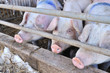 Pigs IV