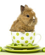 Kaninchen in der Tasse