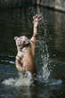 white tiger trying to catch his prey