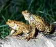 Erdkroete_115048