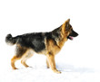 Pappy of german shepherd dog Pappy of german shepherd dog