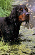 joli portrait de setter gordon dans l'eau d'un étang