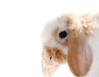 Hase