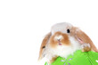 Hase