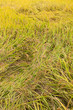 fallen field