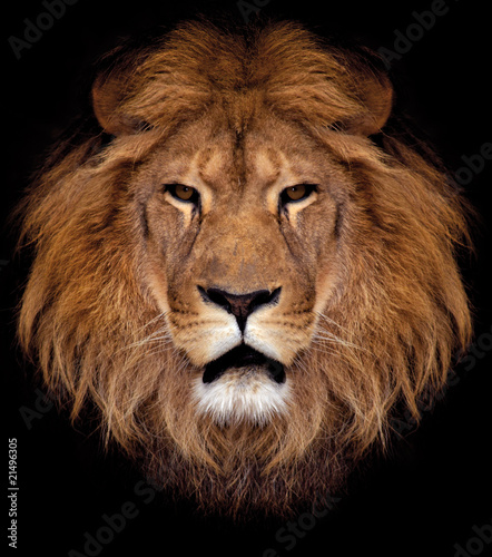 Photo: lion lion