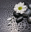 black stones and white flower