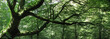 La main divine de la nature