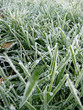 Premier gel de l'herbe