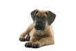 great dane puppy dog great dane puppy dog