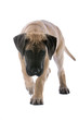 great dane puppy dog isolated on a white background great dane puppy dog isolated on a white background