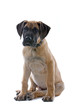 great dane puppy dog great dane puppy dog